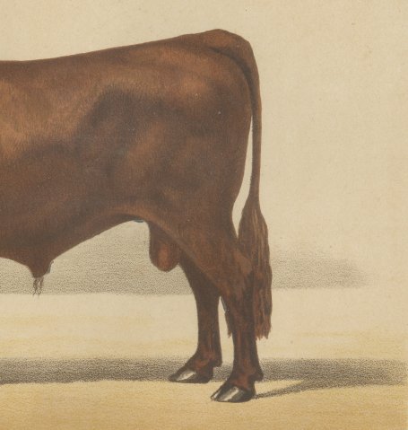 Salers Bull, French Cattle Breed, Antique Chromolithograph by Borie, 1863, close-up 3