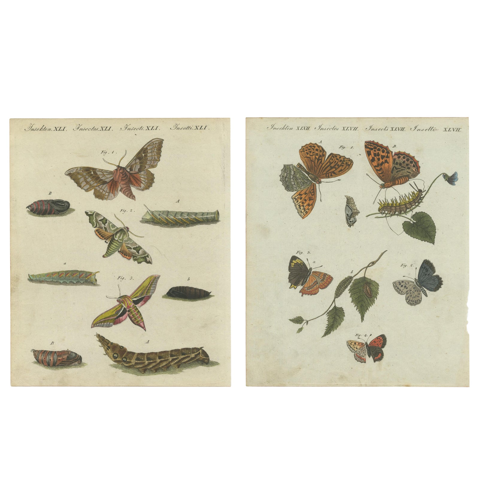 Hawk-Moths and Butterflies: Hand-Colored Engravings, Published in 1805