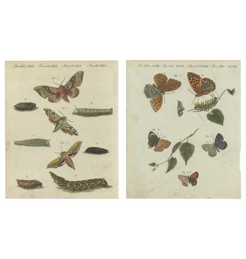 Hawk-Moths and Butterflies: Hand-Colored Engravings, Published in 1805