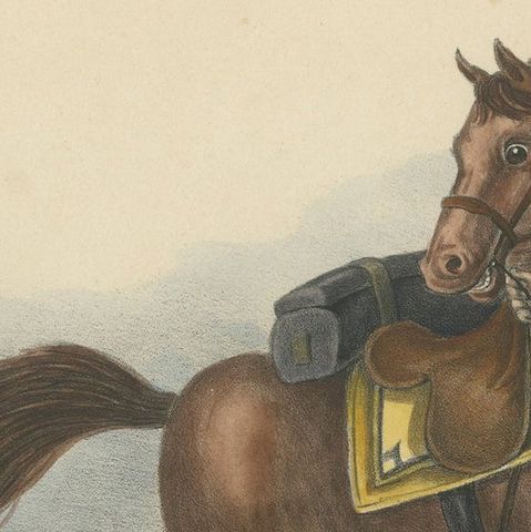 Antique Hand Colored Print of a Swiss Horse, close-up 1