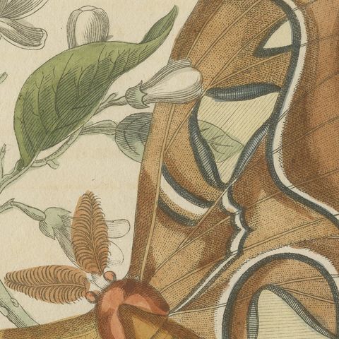 Atlas Moth on a Flowering Branch, Antique Bertuch Print, Vienna, circa 1805, close-up 1