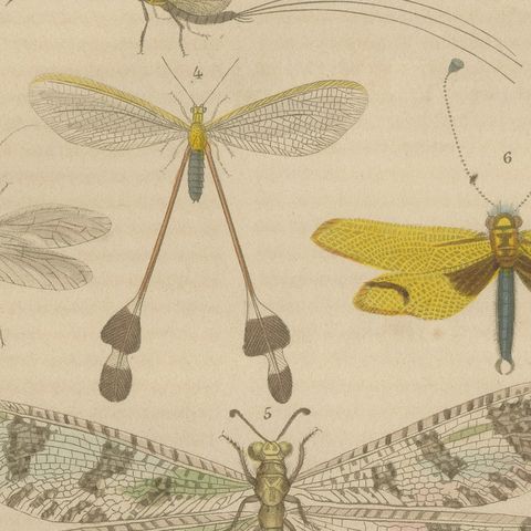 A Study of Winged Insects: An Entomological Collection from the 18th Century, close-up 6
