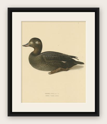 Tranquil Reflections: Bird Print of The Young Velvet Scoter by Magnus von Wright, shown framed