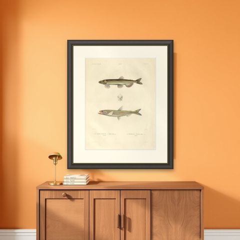 Capelin & Smelt, Antique Ichthyology Print, Greenland, Gaimard Voyage 1842, shown framed on a wall
