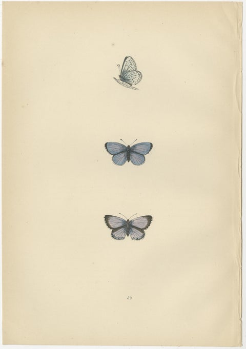 Winged Jewels of the Victorian Era: Hand-Colored Butterfly Masterpieces, 1890, view 3
