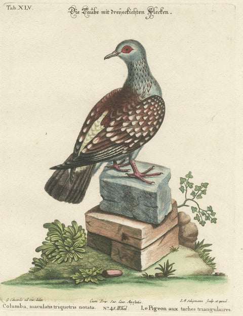 Antique Hand-Colored Pigeon Engraving, Copperplate, Circa 1770, close-up 2