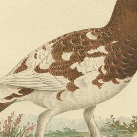 Antique Bird Print of the Willow Ptarmigan 'Female' by Von Wright '1929', close-up 2