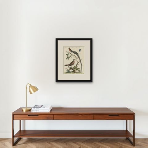 The Long-tailed African Finch and Blue Butterfly Original Old Handcoloring, 1749, shown framed on a wall