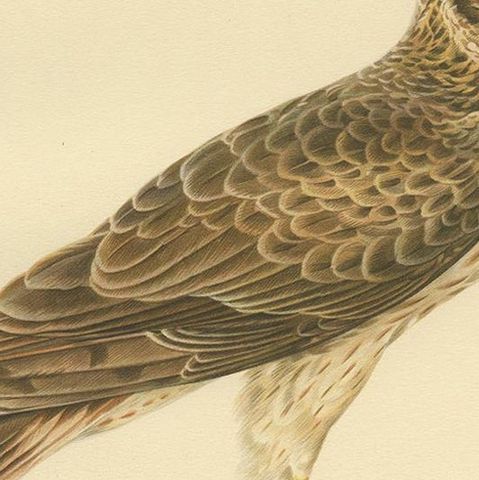 Antique Bird Print of the Pallid Harrier by Von Wright '1929', close-up 2