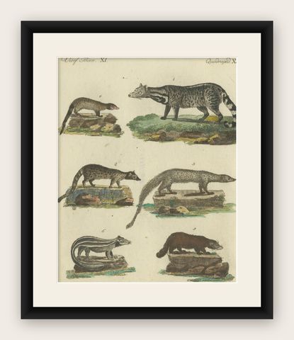 Antique Handcolored Engraving of Civets, Mongooses, and Badgers, c.1800, shown framed