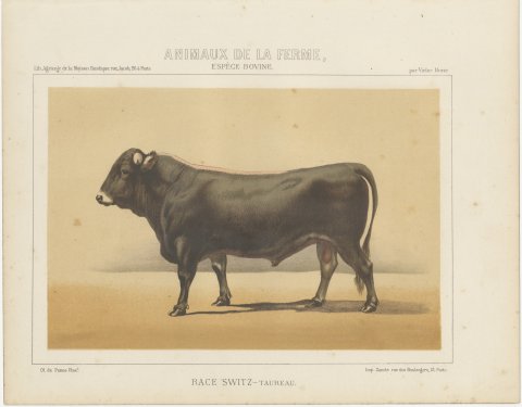Schwyz Bull, Swiss Brown Cattle Chromolithograph by Olivier de Penne, 1863, view 2