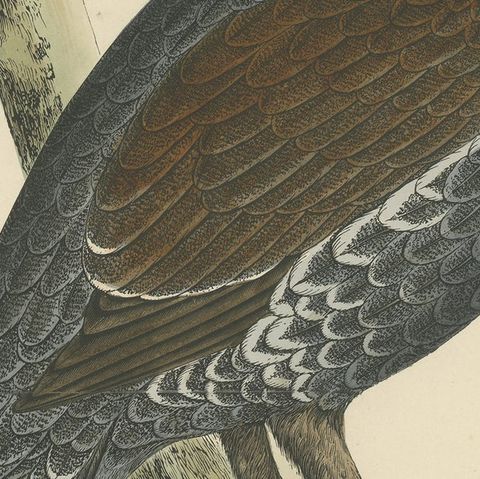 Original Antique Print of a Capercaillie Bird, close-up 2
