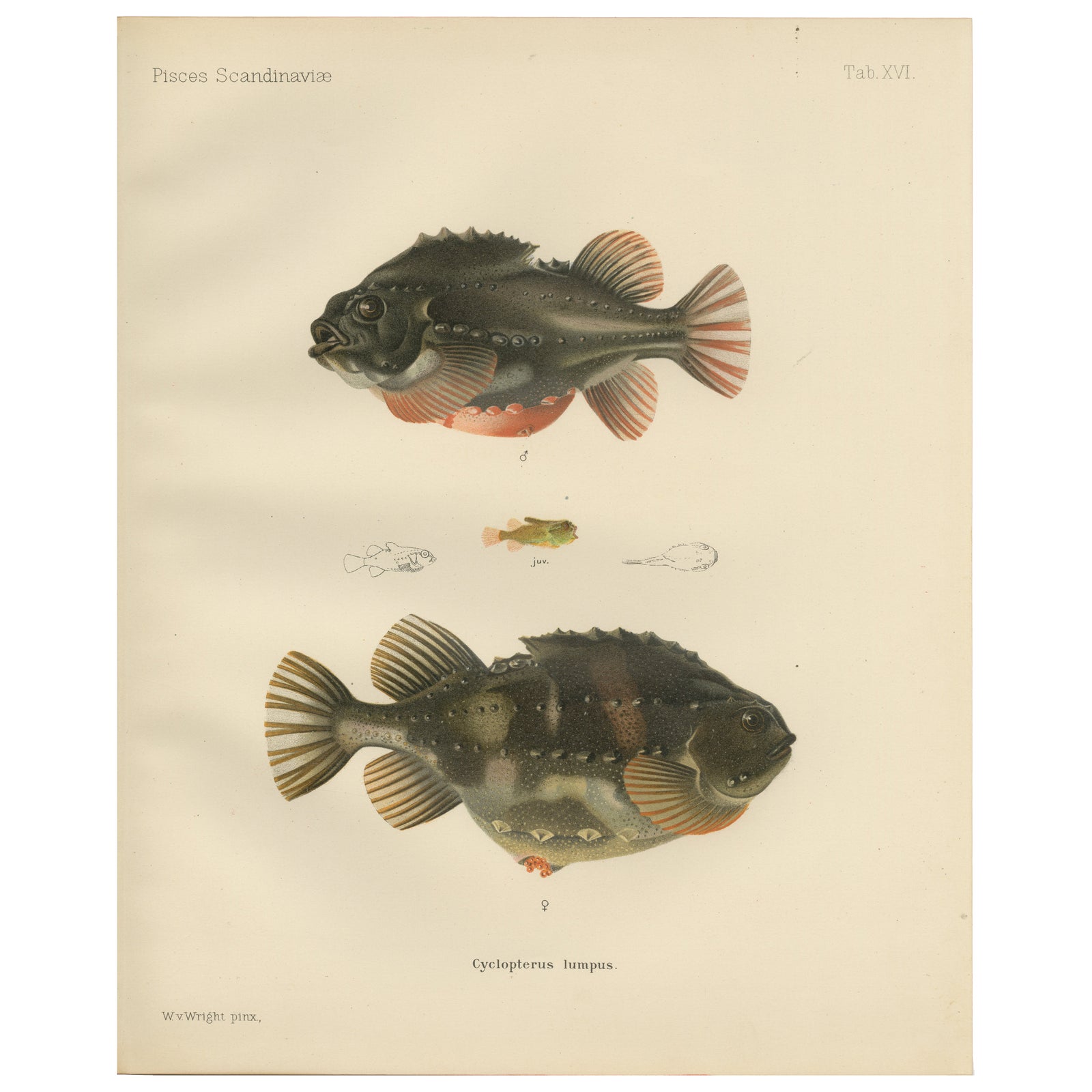 Lumpsucker - Distinctive Hand-Coloured Scandinavian Fish Lithograph, 1895