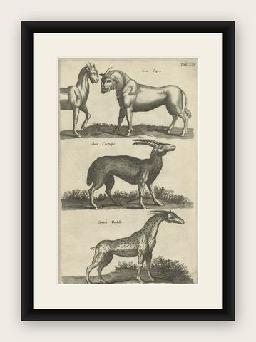 Rare Animals Lea Capra, Fantasy Creature, Ovis Cretensis, Camelo Pardalis, 1657, shown framed