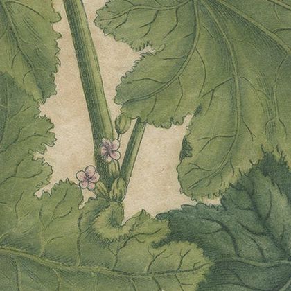 Copper Engraving of Cluster Mallow and Malva Sylvestris Flowers, 1737, close-up 1