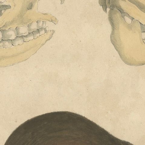 Beaver and African & Asian Rhinoceros Skull Studies, Brodtmann, 1816, close-up 6