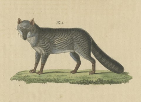 Original Hand-Colored Antique Print of a Weasel and Fox species, close-up 3