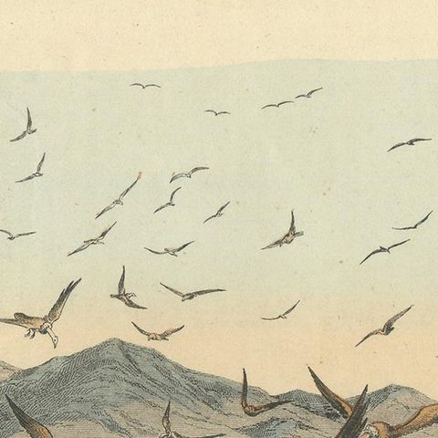 Antique Print of a Zebra Hunt with Hyena species and many Vultures, 'c.1860', close-up 1