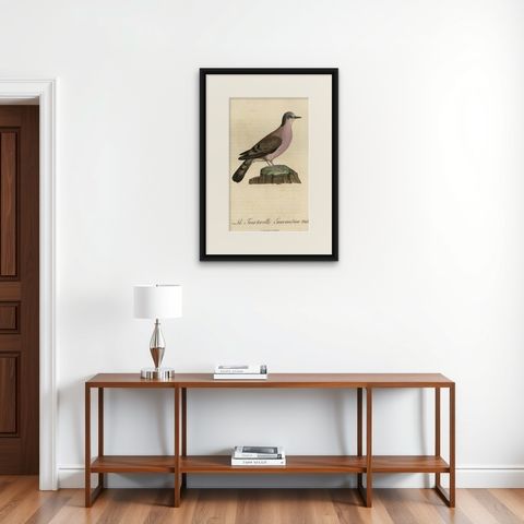 Original Handcolored Bird Print of a Male Turtle Dove, 1801, shown framed on a wall