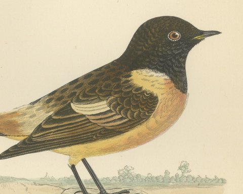 Stonechat on a Low Mound with Distant Trees, Antique Bird Print, Morris, 1896, close-up 1