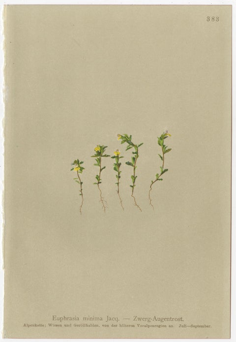 Alpine Foxglove & Wildflowers, Small Seizded Antique Botanical Print Set, 1897, view 7