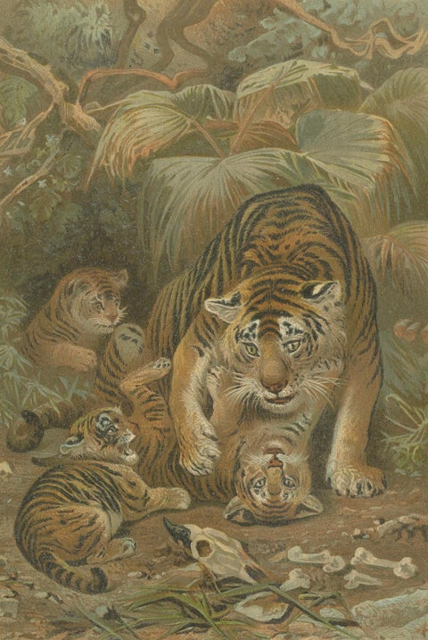 Tigress and Cubs, Antique Tiger Print, Victorian Wildlife Art 1894, close-up 2