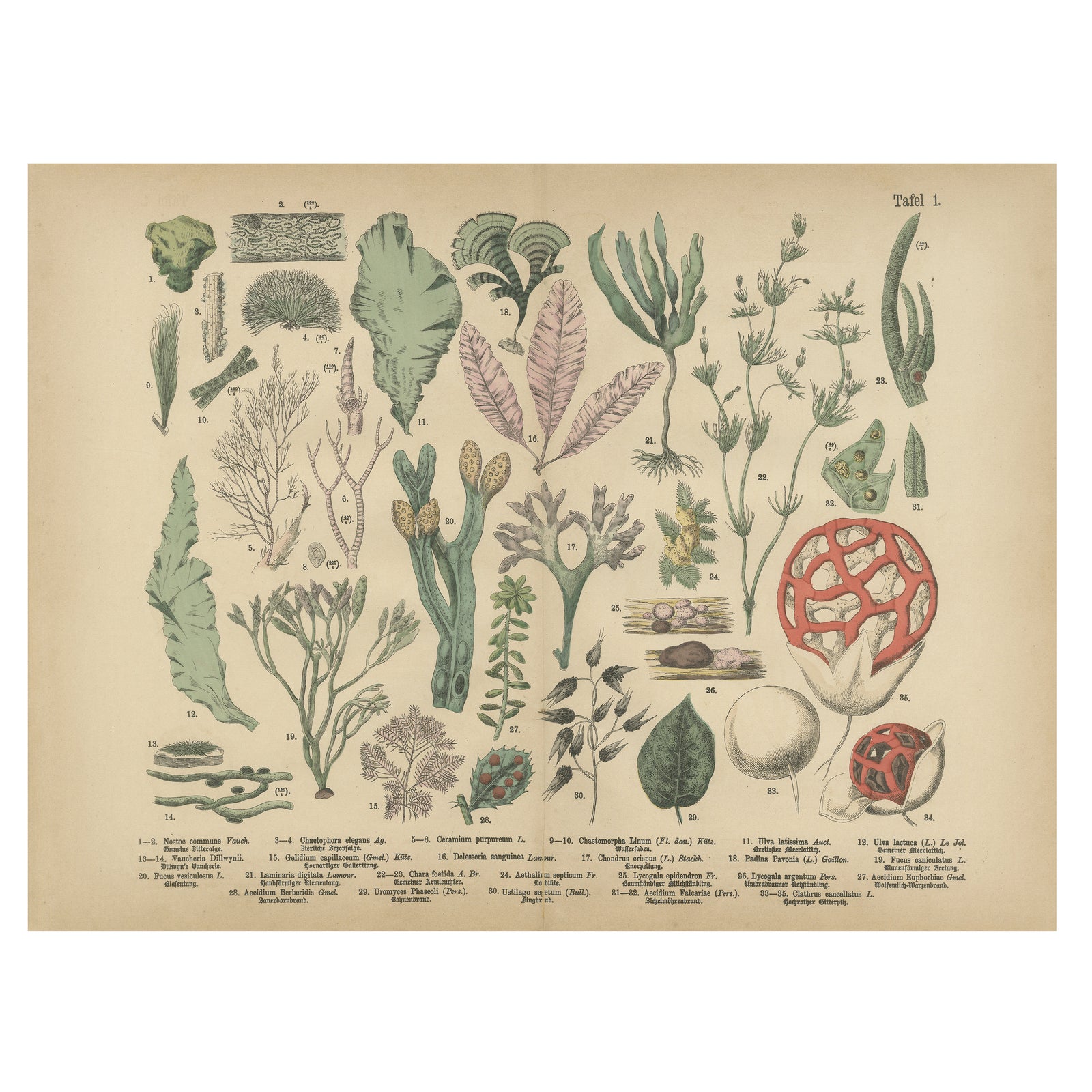 Antique Mushroom Plate, European Fungi Study, Botanical Lithograph 1885