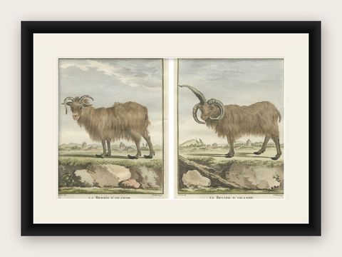 Rare 1769 Iceland Sheep Pair, Hand-Coloured Buffon Engravings Amsterdam, shown framed