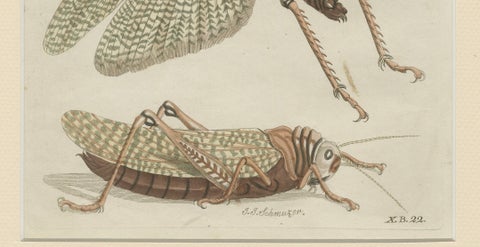 Antique Giant Locust & Grasshopper Engraving, Bertuch, c.1800, close-up 4
