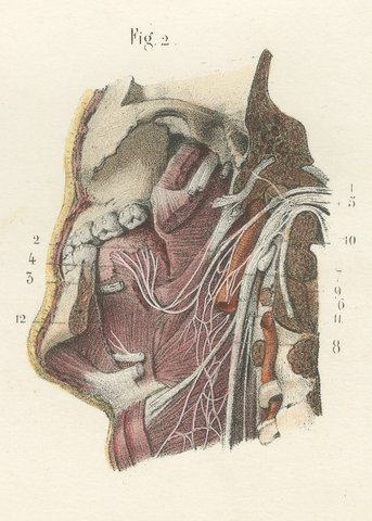 Nerves of the Pharynx and Floor of the Mouth, Hirschfeld Anatomy Print, 1866, view 6