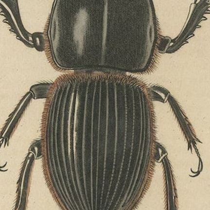 Entomological Elegance: An Original Antique Catalogue of Beetles, 1845, close-up 5