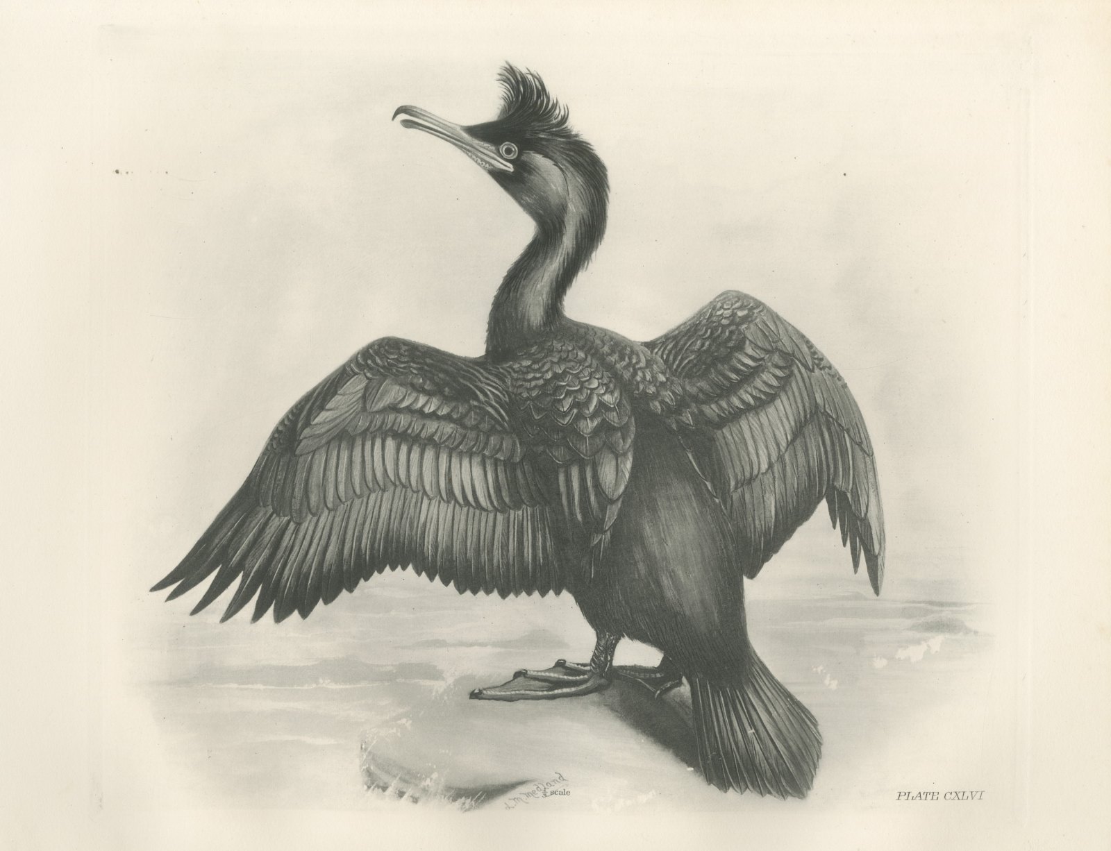Crested Shag Drying Its Wings on a Rock after Lilian Medland, c. 1909