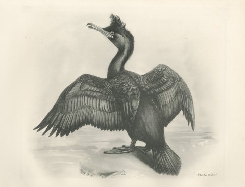 Crested Shag Drying Its Wings on a Rock after Lilian Medland, c. 1909