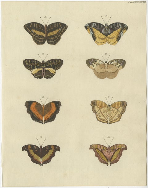 Set of 2 Antique Butterfly Prints 'Pl. 138' by Cramer, Published in 1779, view 2