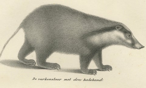19th-Century Lithograph of Collared Peccary, Javanese Skunk and Nordic Wolverine, close-up 6