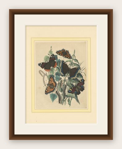 Lithograph of European Butterflies, Admirals, Tortoiseshells and Peacocks, 1863, shown framed