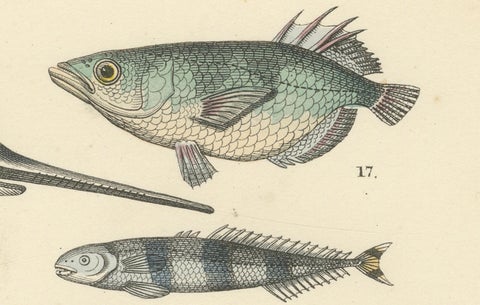 Marine Fish Print: Swordfish, Anglerfish, Tuna & Pipefish, Antique 1867, close-up 1