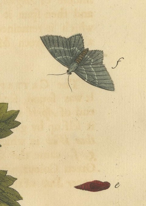 English Moths on Hazel Branch with Nuts, Antique Insect Engraving, Albin 1720, view 10