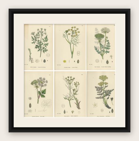 Antique English Botanical Prints, British Wildflowers & Herbs for Interiors, shown framed