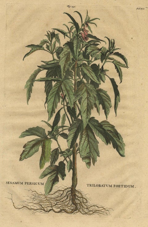 Botanical Illustration of Sesame Plant (Sesamum indicum) - Munting’s 1696 Herbal, close-up 4