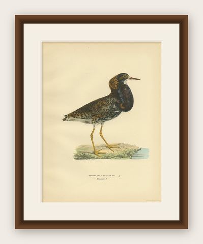 Antique Bird Print of the Calidris Pugnax by Von Wright, 1929, shown framed