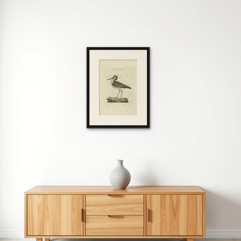 Antique Bird Print of the Green Sandpiper by Sepp & Nozeman, 1809, shown framed on a wall