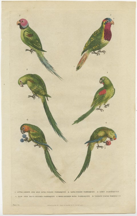 Set of 2 Hand Colored Antique Bird Prints of Parakeet Species, c.1785, view 2