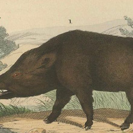 Terrestrial Mammals: Wild Boar, Indian Rhinoceros, and Malayan Tapir, 1845, close-up 4