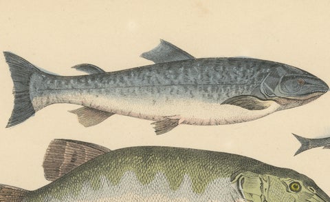 Freshwater Fish Print: Pike, Catfish, Eel, Trout, Antique 1867, close-up 5