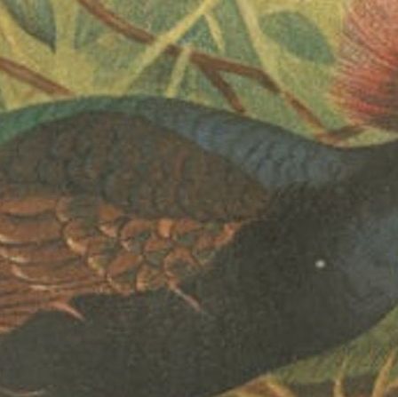 Antique Bird Print of the Red-Crested Wood-Quail by Hume & Marshall, 1879, close-up 2