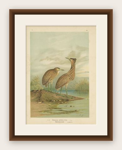 Antique Bird Print of the Eurasian Bittern by Naumann, circa 1895, shown framed