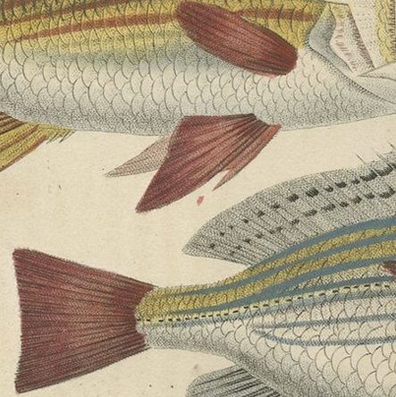 19th Century Sheepshead Seabream and Squirrelfish Antique Fish Print, 1845, close-up 3