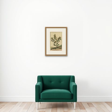 Botanical Illustration of Spanish Kidney Vetch, from Munting’s 1696 Herbal, shown framed on a wall
