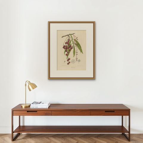 Otophora Alata Antique Lithograph Print, Circa 1875, Botanical Art, shown framed on a wall